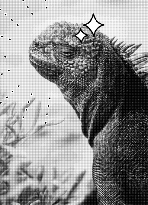 black and white photo portrait of a marine iguana basking in the sun