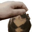 a funny gif of my cat katrina being pat pat patted
