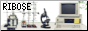 RIBOSE