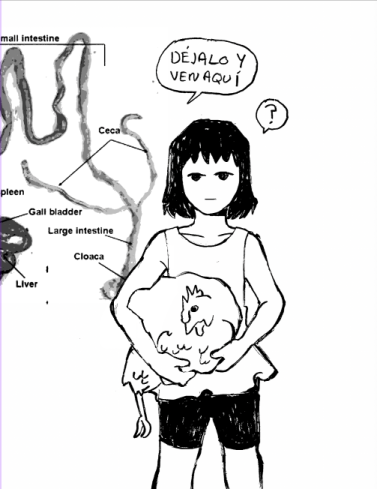 A snippet from a zine I'm working on: a black and white drawing of a young black-haired girl holding a chicken, with a speech bubble saying 'Leave it and come here' in spanish. There are chicken innards in the background.