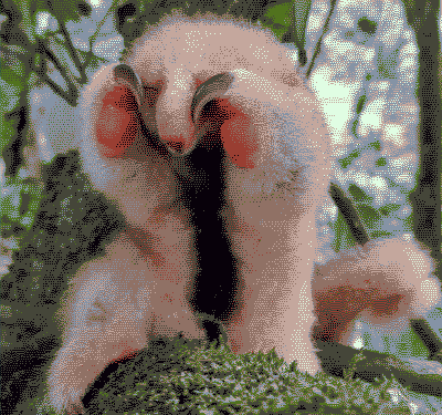 Cowering Silky Anteater